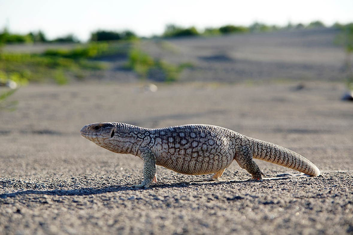 Kỳ đà xavan (Varanus exanthematicus) dài 1,3 mét, sống trong sinh cảnh xavan ở khu vực châu Phi Hạ Sahara. Chúng có các chi mạnh mẽ dùng để đào bới, bộ hàm khỏe và răng cùn, giống như răng cưa.
