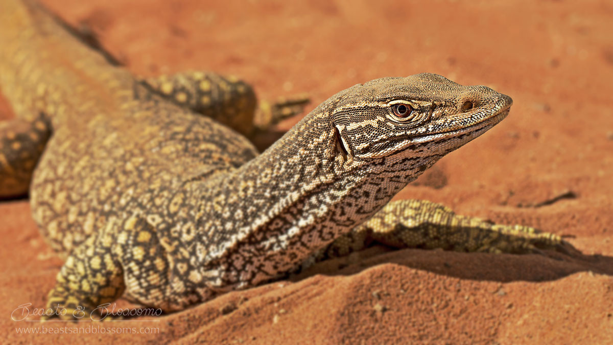 Kỳ đà cát (Varanus gouldii) dài 1,4 mét, sống ở các khu rừng thưa hay đồng cỏ khắp Australia. Chúng tích cực săn đuổi bất cứ động vật nào nhỏ hơn mình.