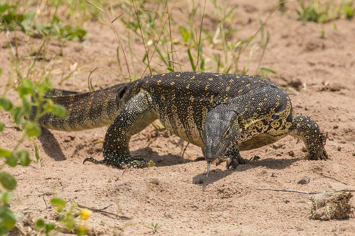 Kỳ đà sông Nile (Varanus niloticus) dài 2 mét, là loài bò sát lớn thứ hai châu Phi, chỉ sau cá sấu. Chúng ăn cả xác thối bên cạnh các loại thức ăn thông thường của kỳ đà.