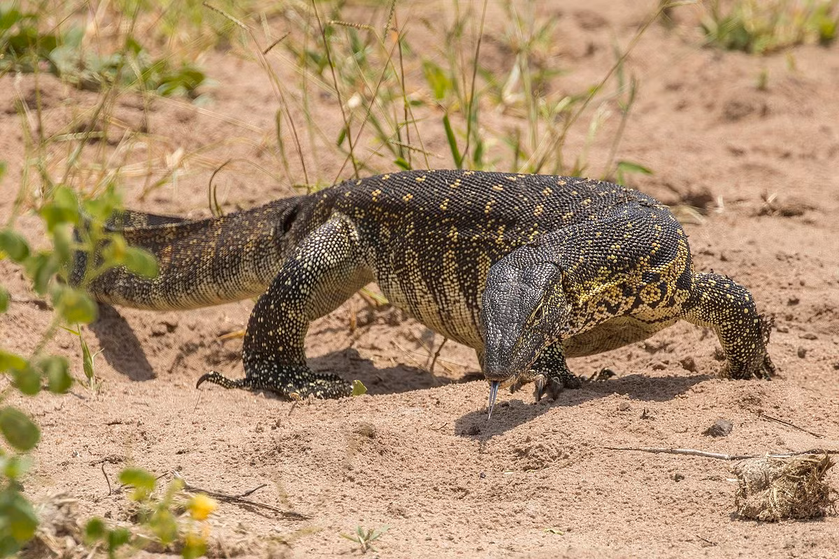 Kỳ đà sông Nile (Varanus niloticus) dài 2 mét, là loài bò sát lớn thứ hai châu Phi, chỉ sau cá sấu. Chúng ăn cả xác thối bên cạnh các loại thức ăn thông thường của kỳ đà.