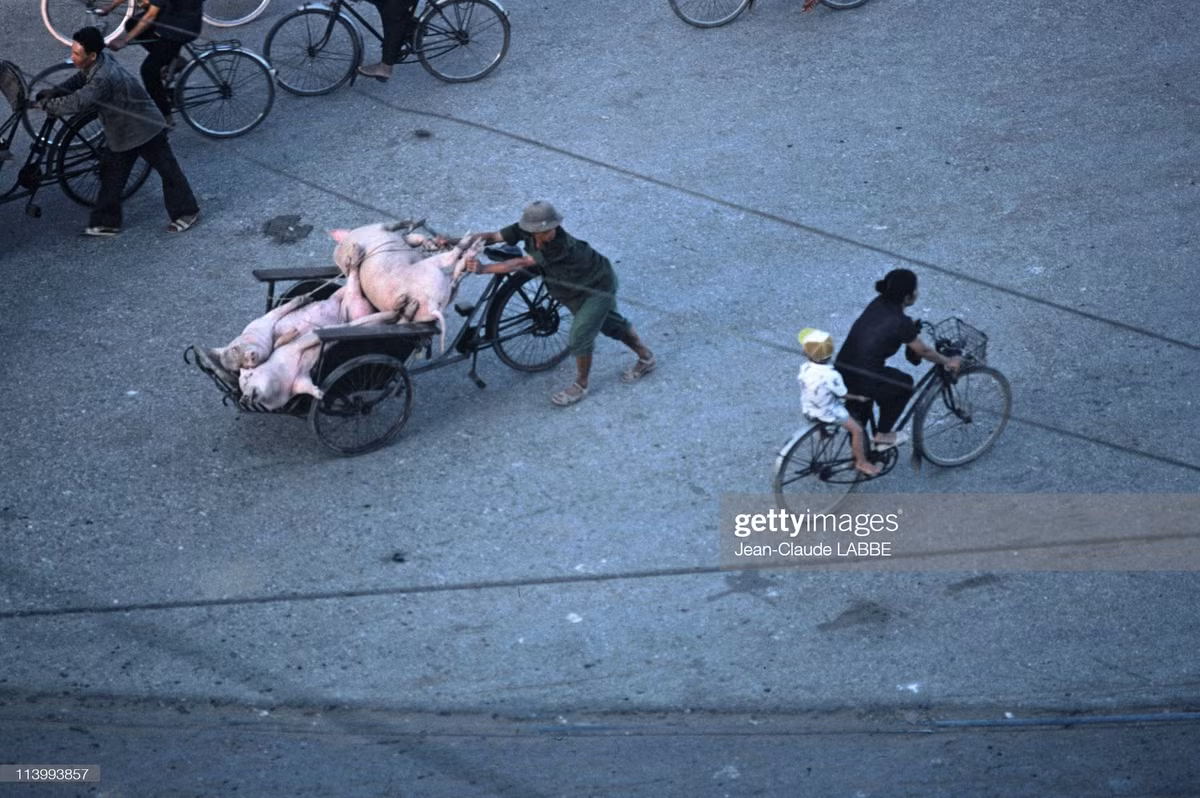 Một chiếc xích lô chở lợn trên đường.