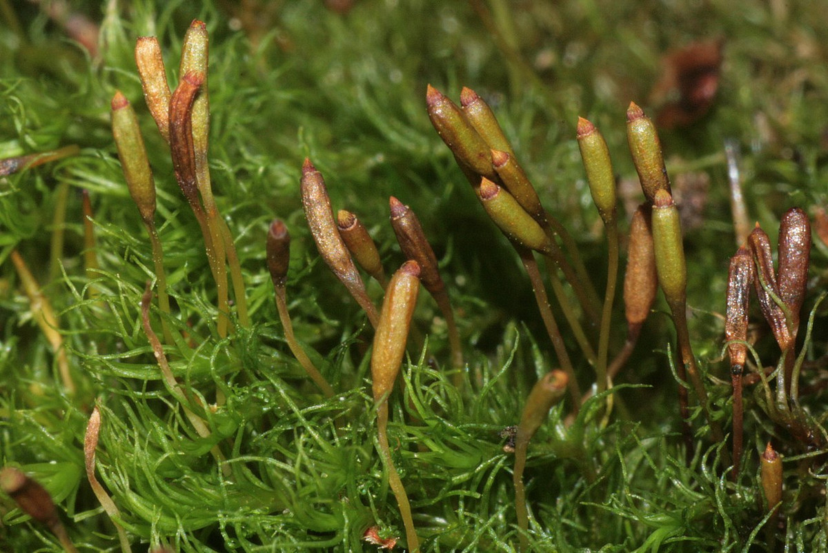 Rêu sợi núi (Dicranum montanum) thường mọc thành những cụm dày mượt mà ở nơi ẩm ướt. Chúng có lá hẹp cuộn lại khi khô, rồi rụng đi để hình thành cây mới.