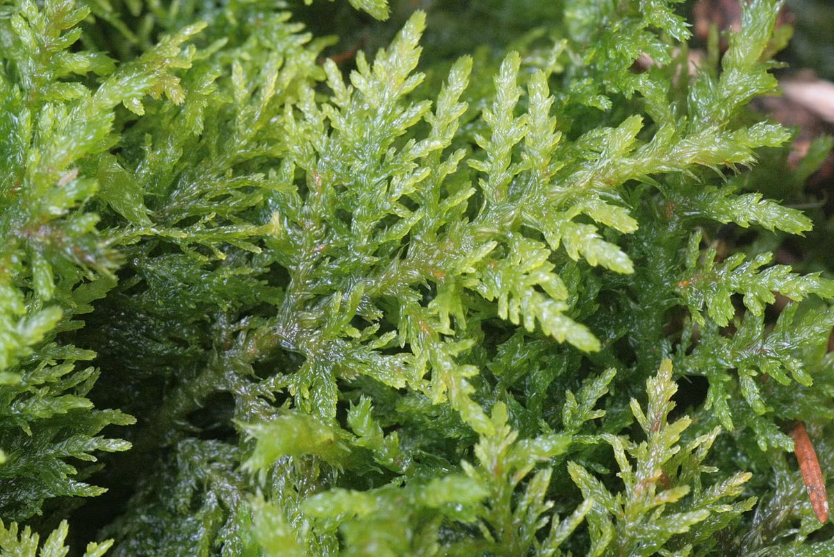 Rêu liễu bách thường (Thuidium tamariscinum) mọc trên thân gỗ mục và đá ở châu Âu và Bắc Á. Chúng trông giống cây dương xỉ thu nhỏ do kiểu nhánh phân thùy.