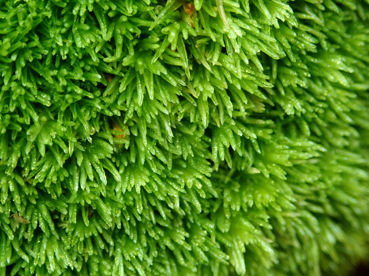 Rêu sợi trắng (Leucobryum glaucum) mọc trong các khu rừng, tạo thành những cụm dạng đệm tròn tương đối lớn. Loài rêu này bình thường có màu xanh, vào mùa khô sẽ ngả sang màu gần như trắng.