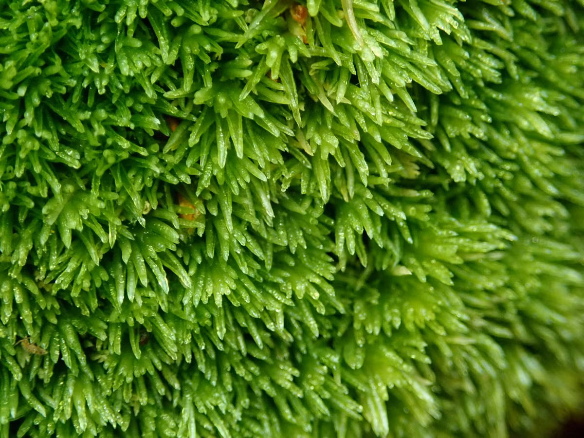 Rêu sợi trắng (Leucobryum glaucum) mọc trong các khu rừng, tạo thành những cụm dạng đệm tròn tương đối lớn. Loài rêu này bình thường có màu xanh, vào mùa khô sẽ ngả sang màu gần như trắng.