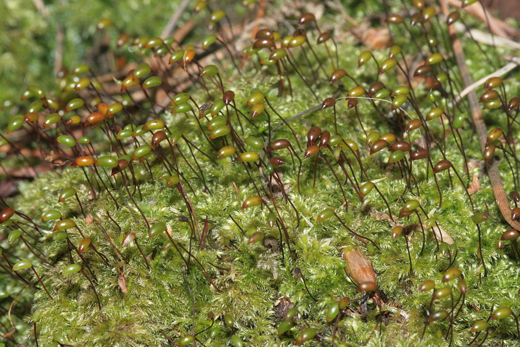 Rêu tơ nhung (Brachythecium velutinum) có thân chia nhiều nhánh, hình thành những thảm bò lan trên gỗ mục hoặc các bãi cỏ thoát nước kém. Chúng phổ biến trên toàn cầu.