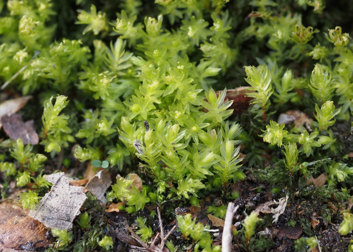 Rêu cổ thiên nga (Mnium hornum) là loài rêu rừng phổ biến ở châu Âu và Bắc Mỹ. Nang bào tử của loài rêu này có cuống cong như cổ thiên nga. Sau thời gian ngủ đông kéo dài, chúng sẽ có màu xanh tươi vào mùa xuân.