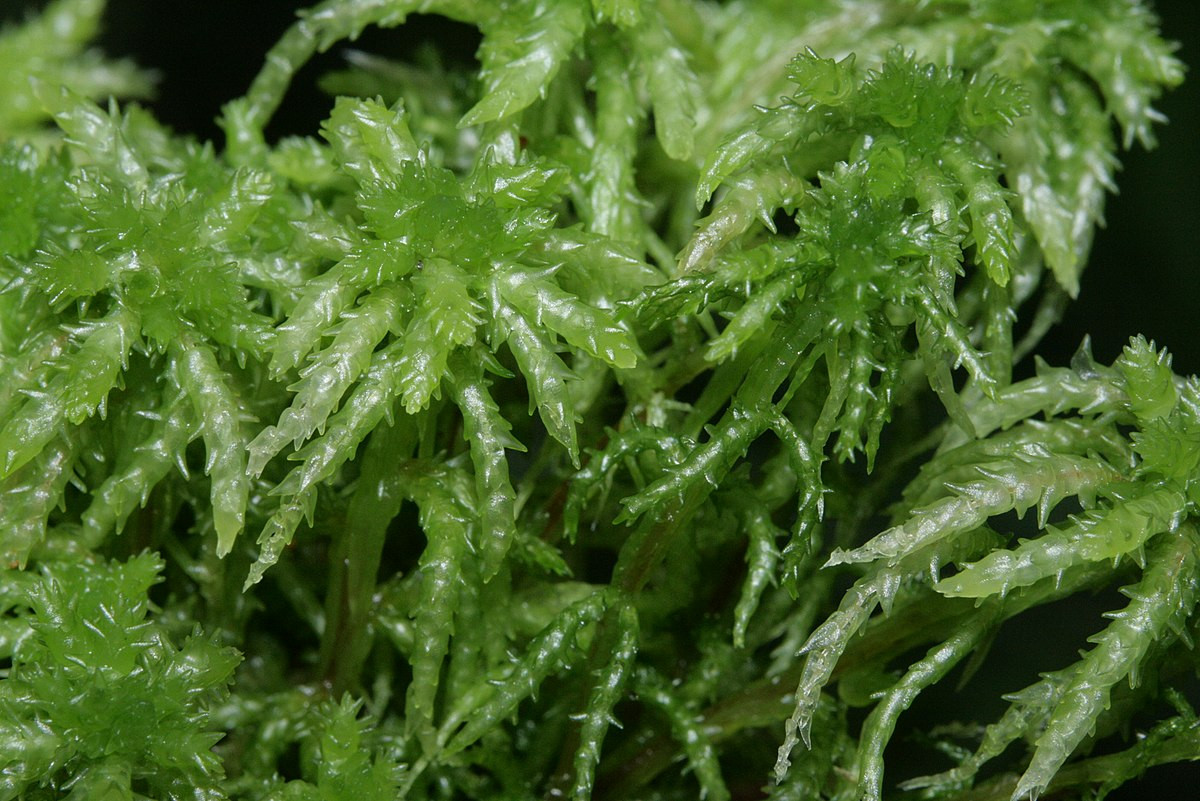 Rêu than bùn (Sphagnum palustre) sính trưởng ở các vùng đất sũng nước. Đỉnh mỗi thân của loài rêu này là một chỏm dẹt gồm nhiều nhánh tỏa tròn.