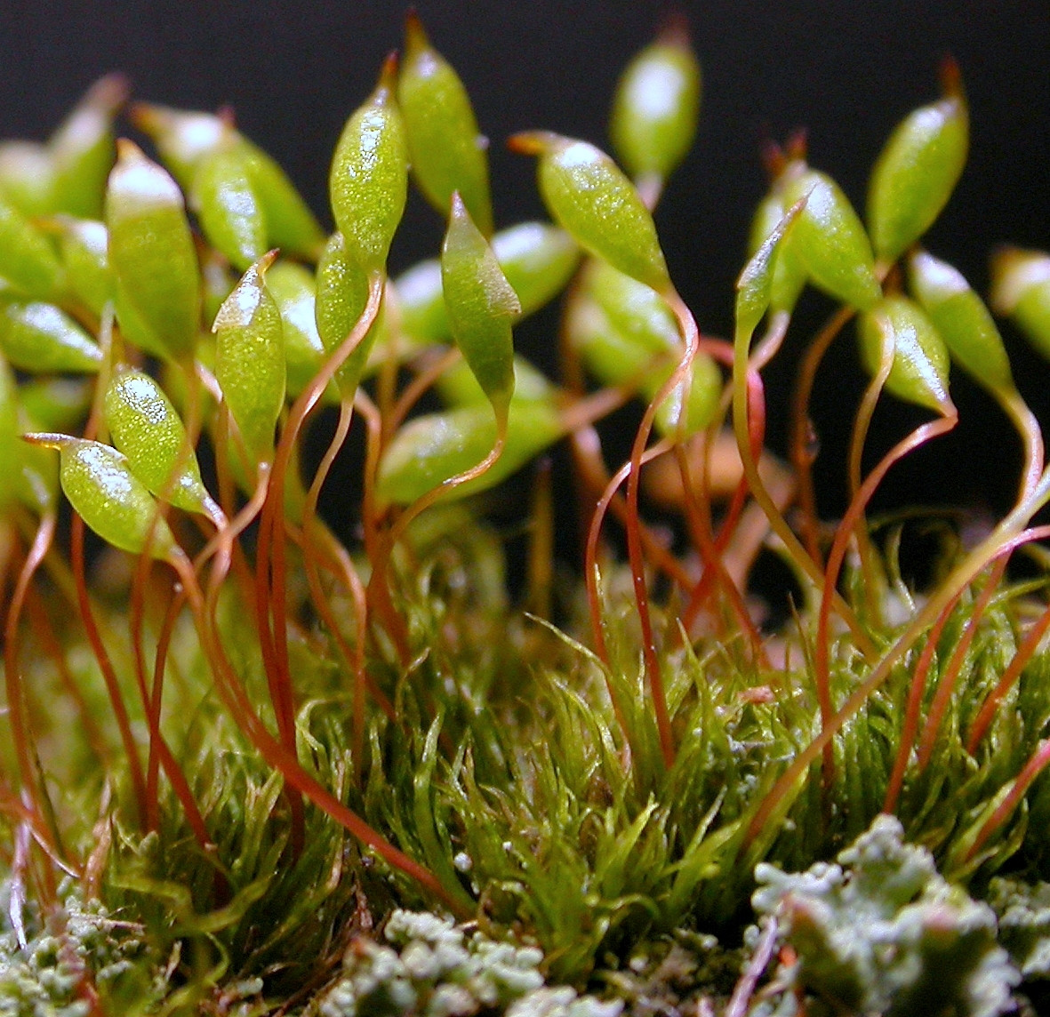 Rêu chỉ Cape (Orthodontium lineare) là loài rêu bản địa ở Nam bán cầu, được đưa đến châu Âu vào đầu thế kỷ 20 và trở thành một loài xâm lấn tại đây.