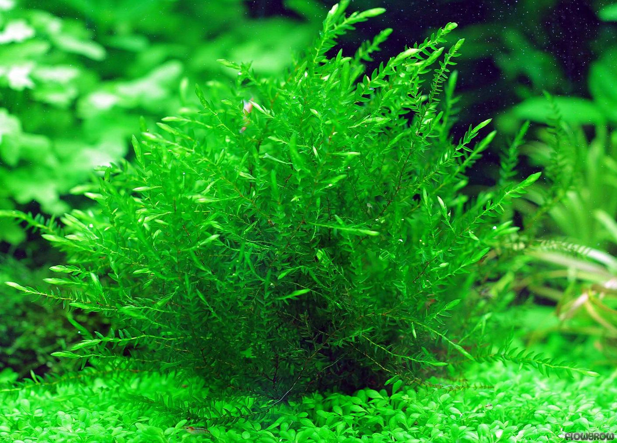 Rêu liễu (Fontinalis antipyretica) là loài rêu thủy sinh, mọc bám vài các tảng đá dưới sông hoặc suối chảy chậm, là loại cây cảnh phổ biến trong hồ cá. Chúng có ba hàng lá xanh đậm.