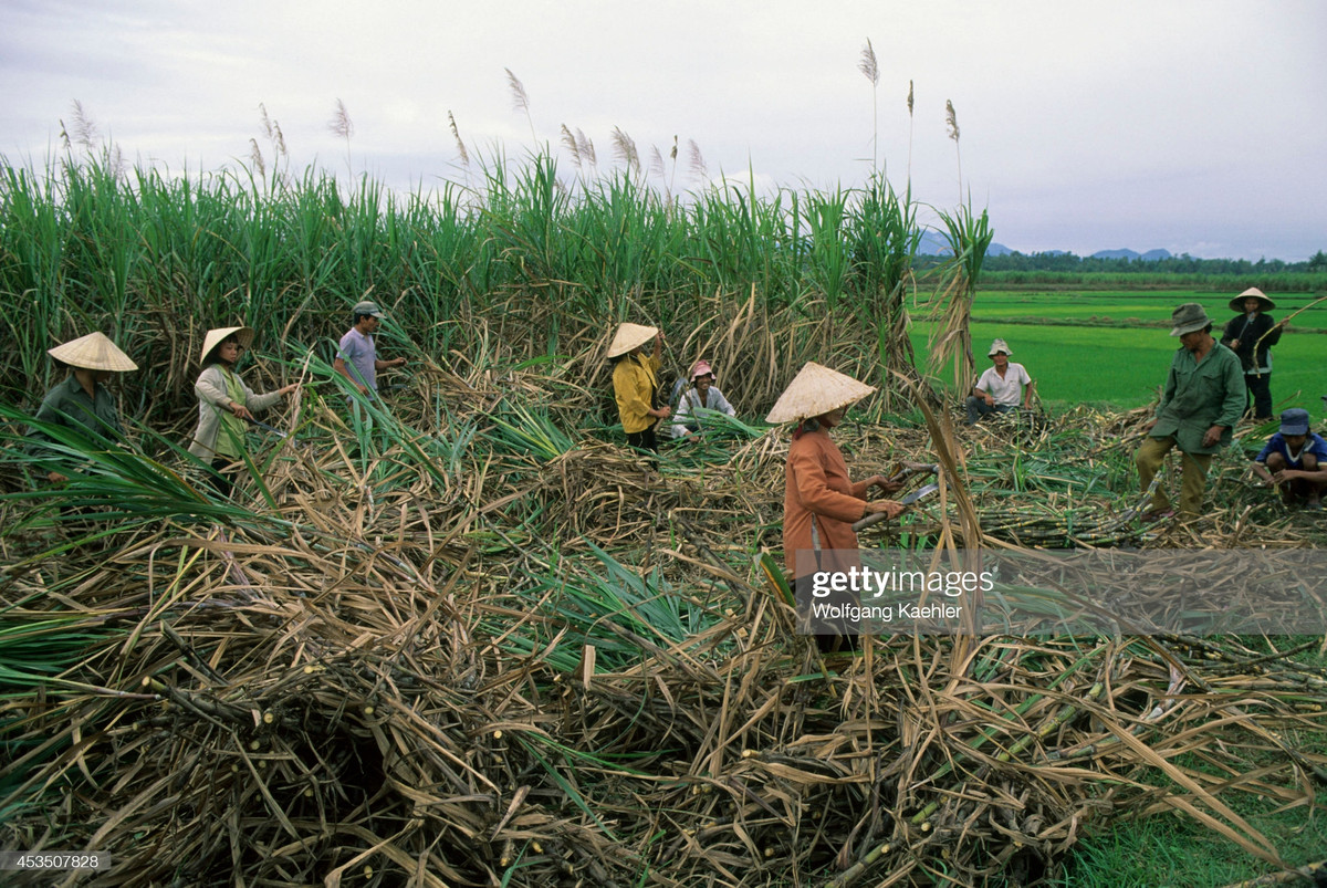 Cảnh thu hoạch mía trên một cánh đồng.