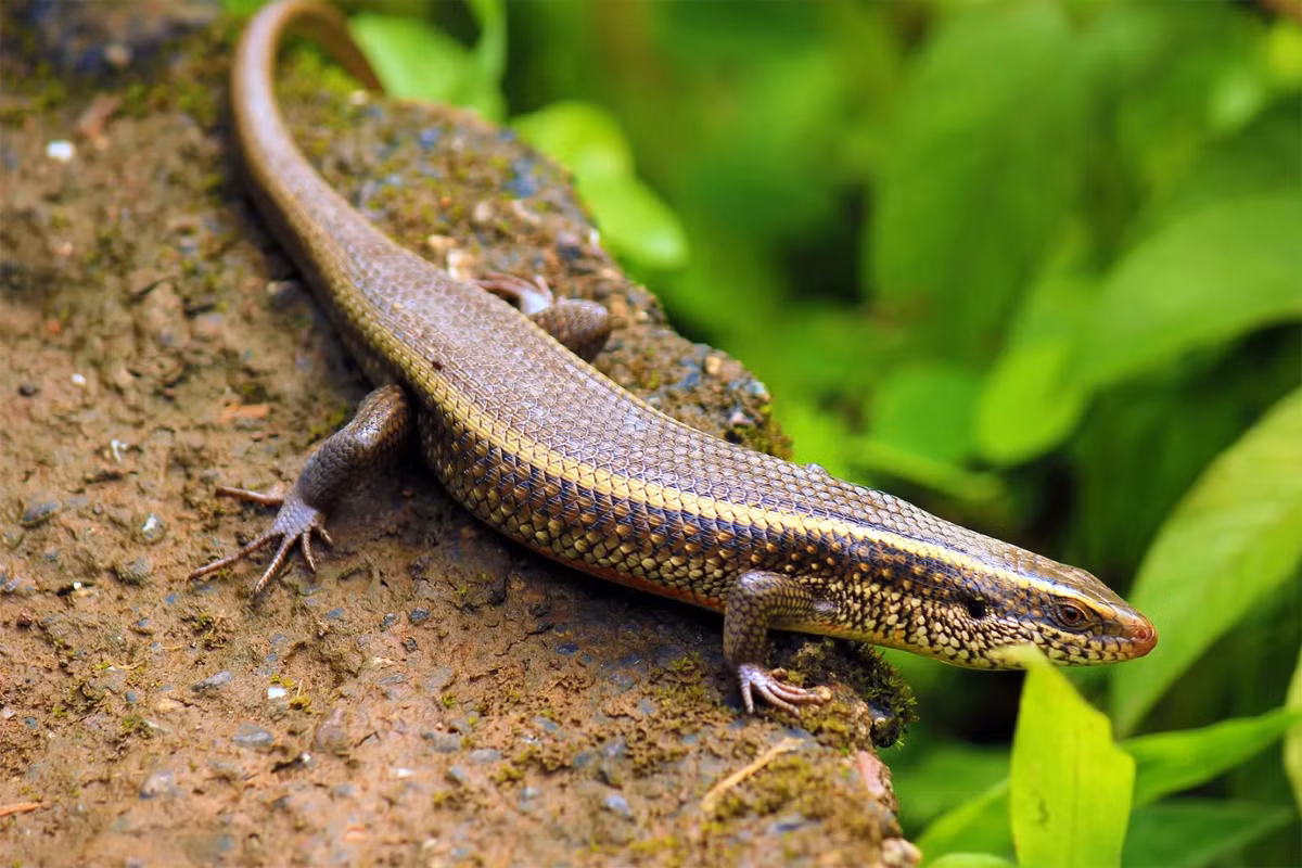 Thằn lằn bóng nâu nhỏ (Scincella lateralis) dài 15 cm, phân bố ở Bắc Mỹ. Chúng thường sống trong đám lá khô ở các khu rừng. Con cái có thể dự trữ tinh trùng để thụ tinh cho trứng.