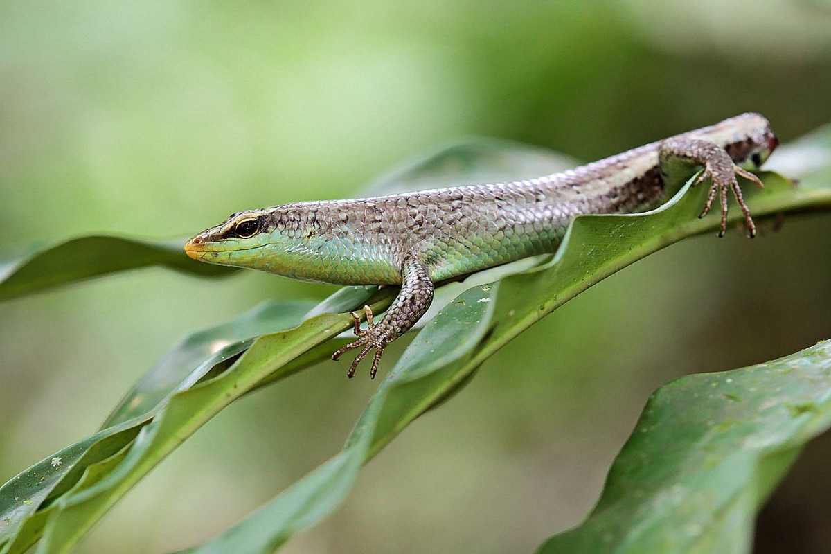 Rắn mối hay thằn lằn bóng ô liu (Dasia olivacea) dài 29 cm, phân bố tại khu vực khí hậu ấm áp của Ấn Độ và Đông Nam Á. Loài này thường sống quanh trong vườn nhà, dưới các lùm cây, bụi rậm. Món ưa thích nhất của chúng là mối.