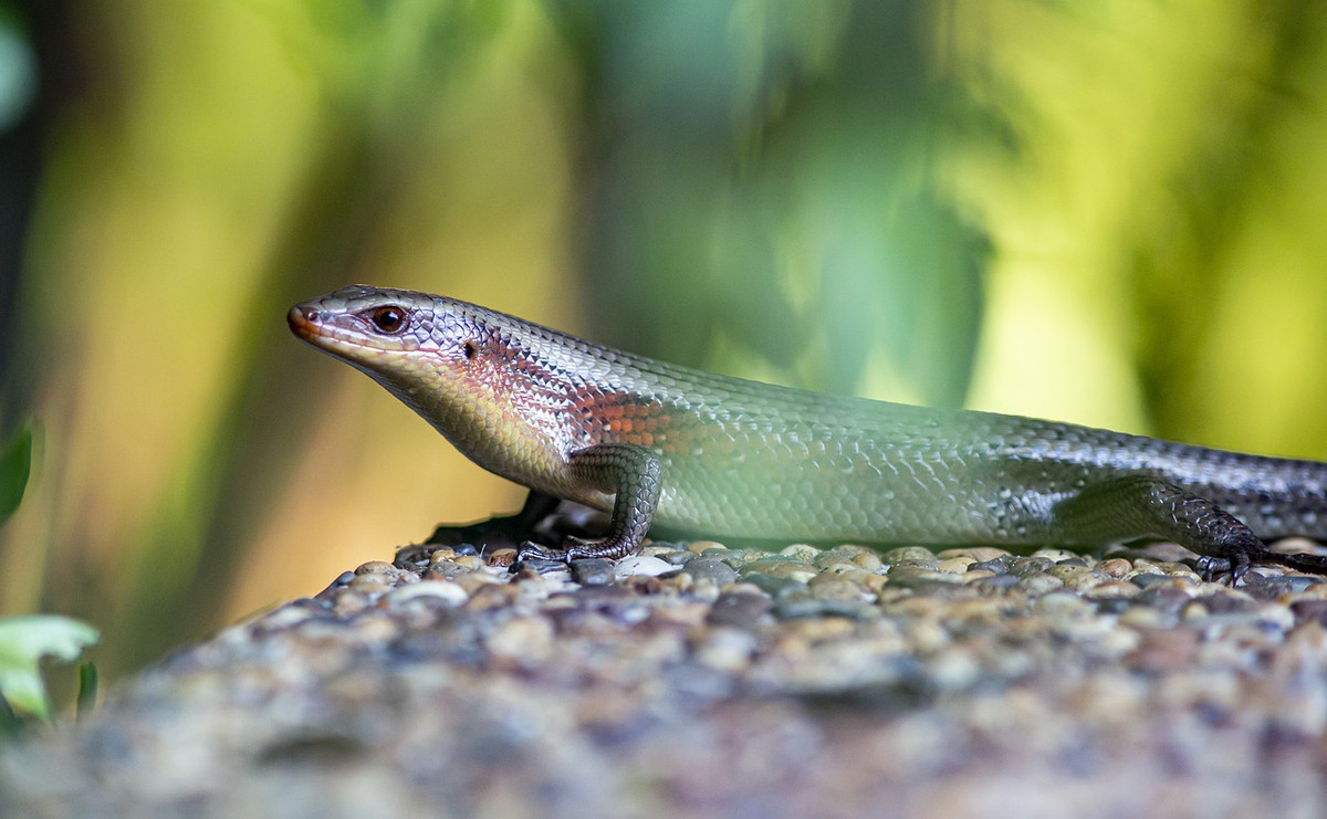 Thằn lằn bóng hoa (Eutropis multifasciata) dài 35 cm, phân bố ở Nam Á. Chúng bắt côn trùng ở những vùng đất trống có ánh nắng chiếu vào ở trong rừng. Đây là loài đẻ con.