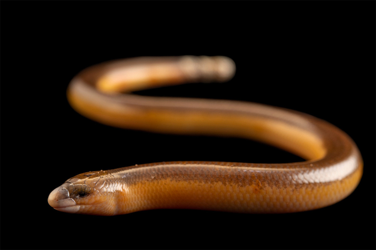 Thằn lằn bóng Percival (Acontias percivali) dài 30, là một loài bò sát không chân phân bố ở châu Phi. Chúng chui luồn qua lớp lá mục để săn mồi là những động vật không xương sống nhỏ. Loài này không đẻ trứng mà đẻ con.