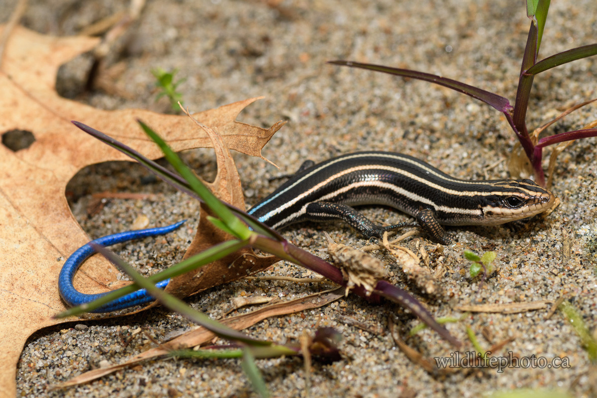 Thằn lằn bóng sọc bắc Mỹ (Plestiodon fasciatus) dài 21 cm, sống trên mặt đất tại các khu rừng ở Bắc Mỹ. Loài thằn lằn có cái đuôi màu xanh dương đặc trưng này cuộn tròn quanh trứng trong suốt thời kỳ ấp.