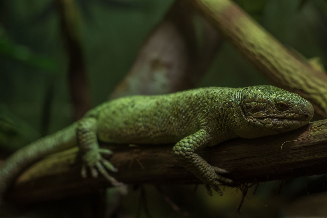 Thằn lằn bóng quần đảo Solomon (Corucia zebrata) dài 72 cm, là loài thằn lằn bóng lớn nhất thế giới. Chúng sống hoàn toàn trên cây, là loài ăn thực vật, thường quần tụ theo nhóm. Đuôi của loài bò sát này có thể nắm vào các cành cây khi di chuyển.