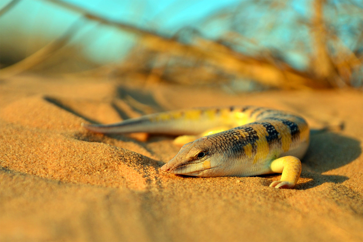 Thằn lằn bóng cát (Scincus scincus) dài 20, phân bố ở Bắc Phi. Chúng có tập tính lặn vào cát tơi để trốn kẻ thù và giữ mát cơ thể.