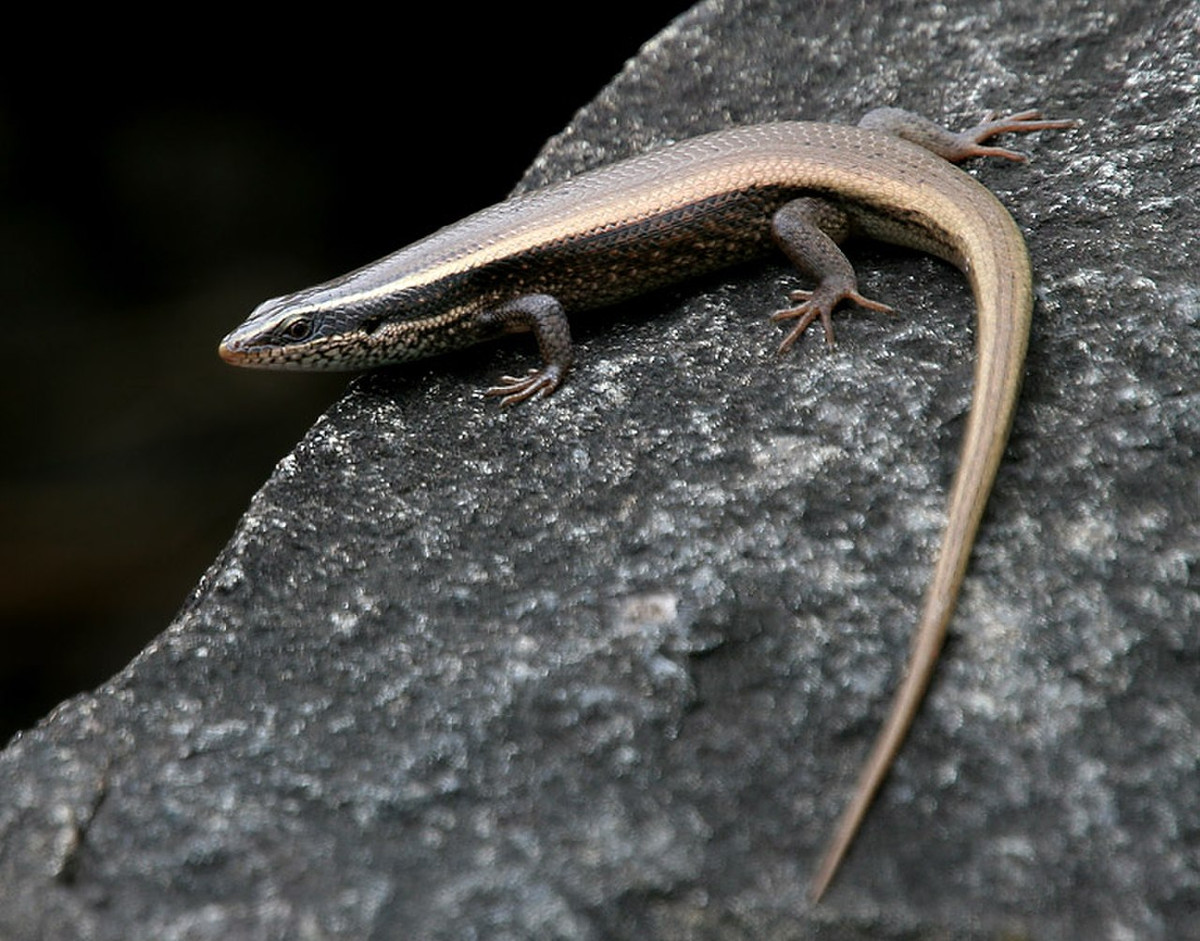 Thằn lằn bóng đuôi dài (Eutropis longicaudata) dài 40 cm, là động vật bản địa ở Đông Nam Á và Nam Trung Quốc. Có khả năng thích nghi tốt, chúng thường xâm nhập vào các khu vực thành thị.