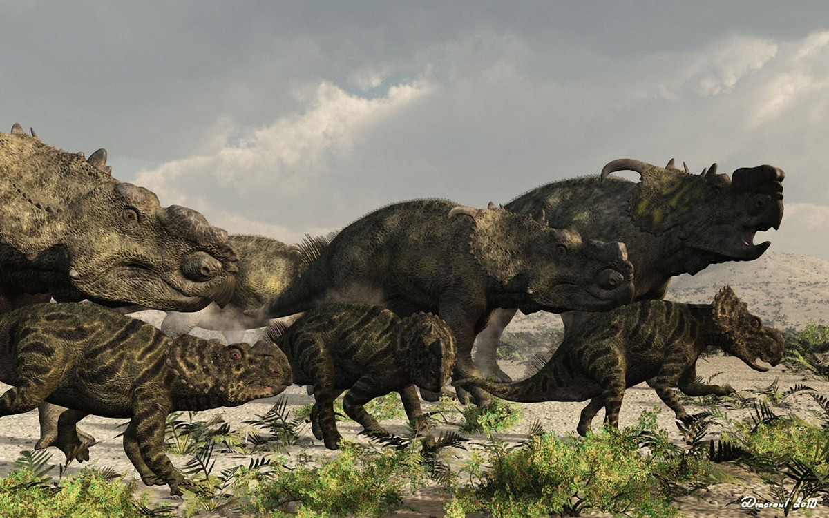 Pachyrhinosaurus là chi khủng long sống vào 70 triệu năm trước, được ghi nhận ở Bắc Mỹ. Chúng dài 6-7 mét, nặng 4 tấn. Đặc trưng của Pachyrhinosaurus là có tấm sừng dày trên mũi, chức năng chưa được xác định rõ ràng.