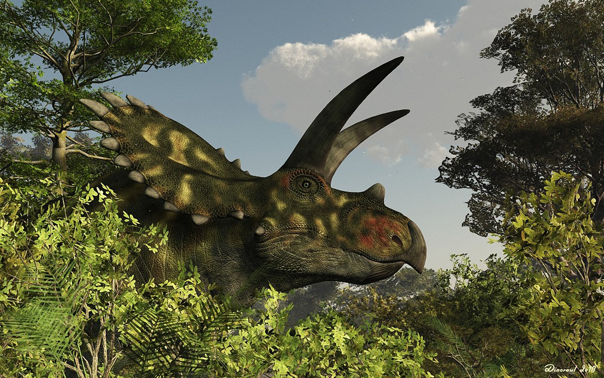 Coahuilaceratops là chi khủng long sống vào 72 triệu năm trước, được tìm thấy tại Mexico. Chúng có kích cỡ khá đồ sộ so với các họ hàng, với chiều dài 7 mét, cao hông 2 mét, nặng 4-5 tấn. Cặp sừng trên trán của chúng có thể dài đến 1,2 mét.