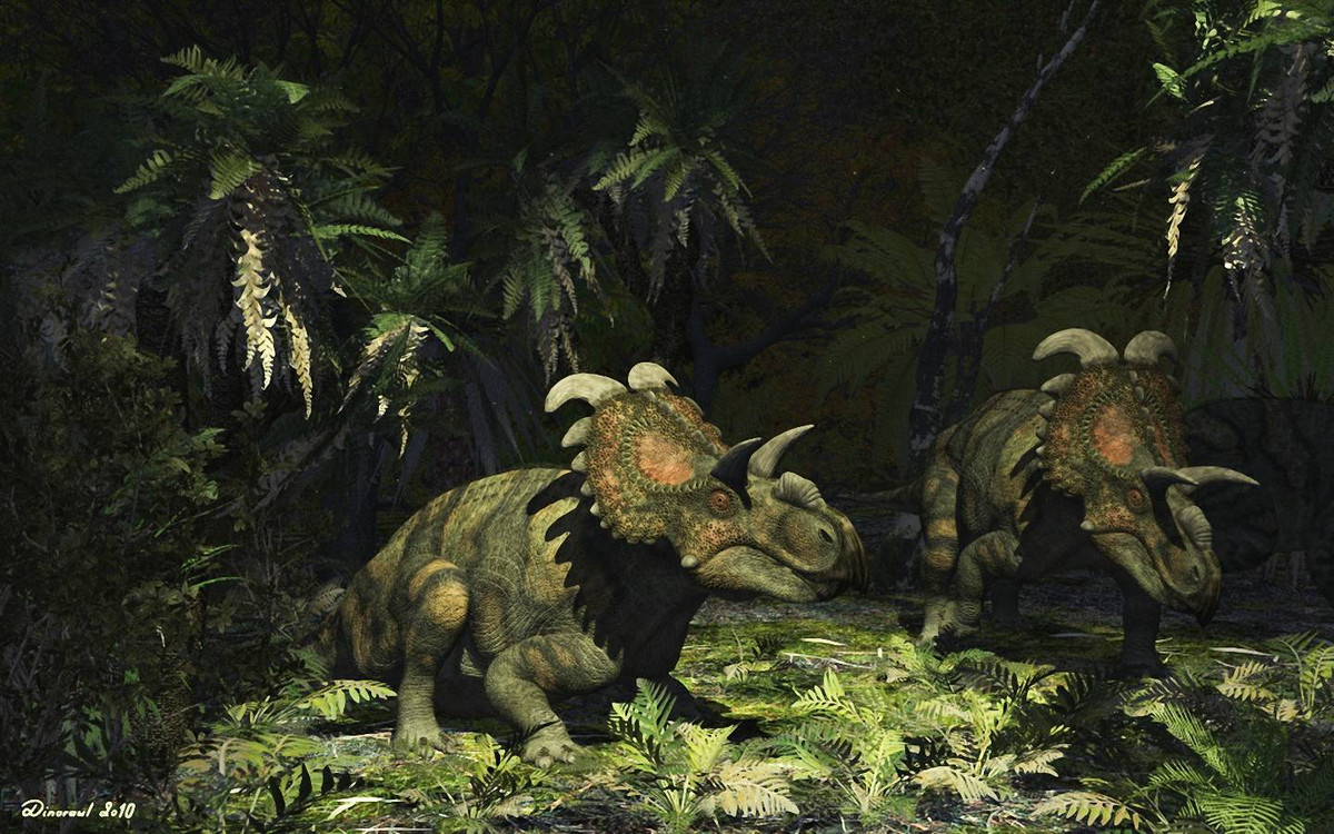 Albertaceratops là chi khủng long sống vào khoảng 80-75 triệu năm trước, phân bố ở Bắc Mỹ. Chúng dài 5 mét, nặng khoảng 3,5 tấn. Phía trên diềm đầu của những con khủng long mặt sừng này có hai chiếc "móc" đặc trưng quay về hai bên. Ảnh: Dinodata.de.