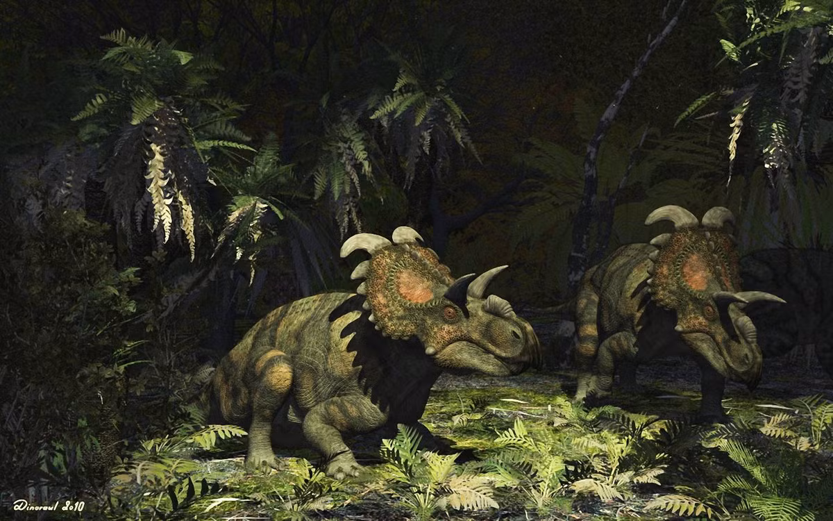 Albertaceratops là chi khủng long sống vào khoảng 80-75 triệu năm trước, phân bố ở Bắc Mỹ. Chúng dài 5 mét, nặng khoảng 3,5 tấn. Phía trên diềm đầu của những con khủng long mặt sừng này có hai chiếc "móc" đặc trưng quay về hai bên. Ảnh: Dinodata.de.