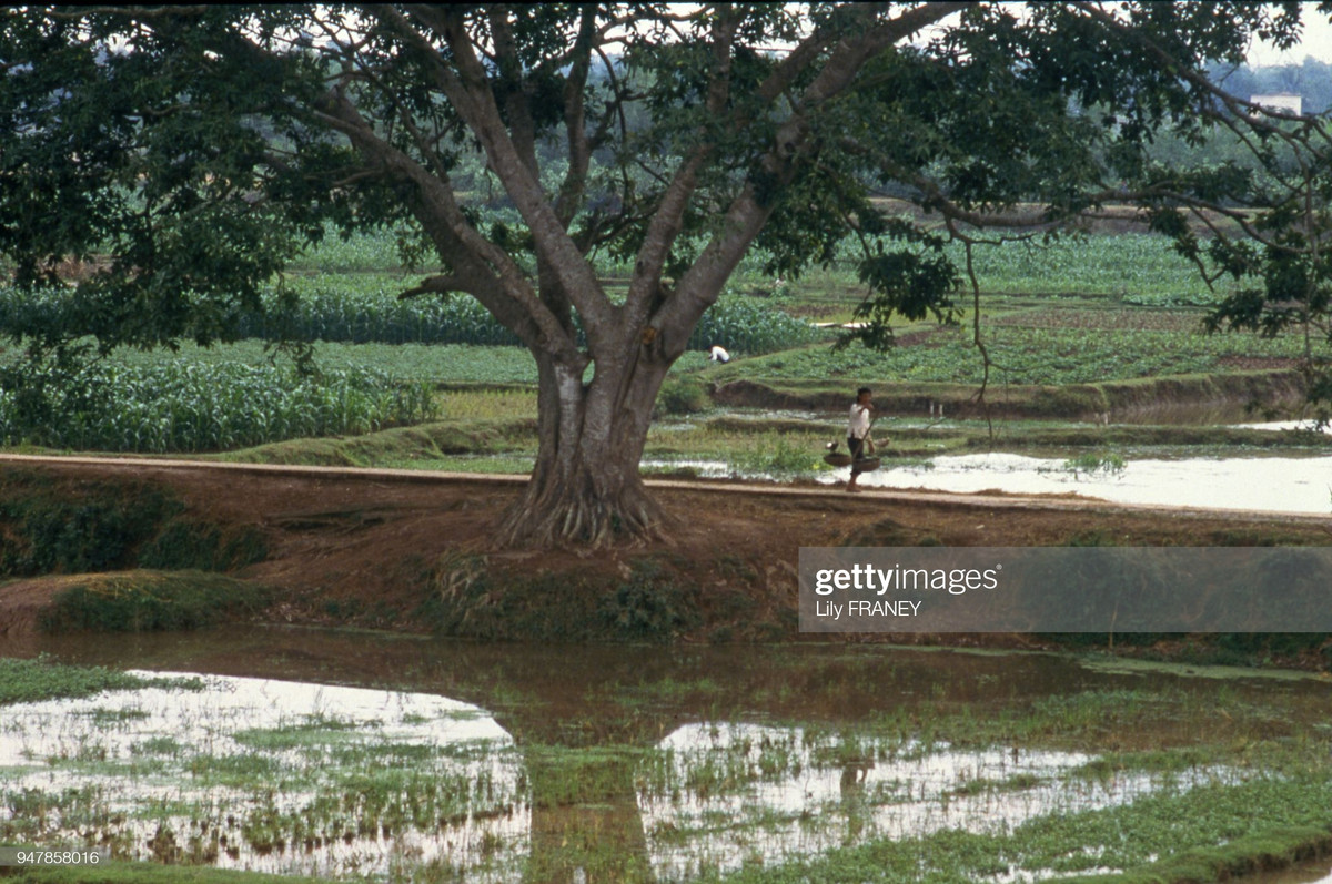 Khung cảnh thanh bình trên một con đường làng ở miền Bắc Việt Nam năm 1987. Ảnh: Lily Franey/ Getty Images.