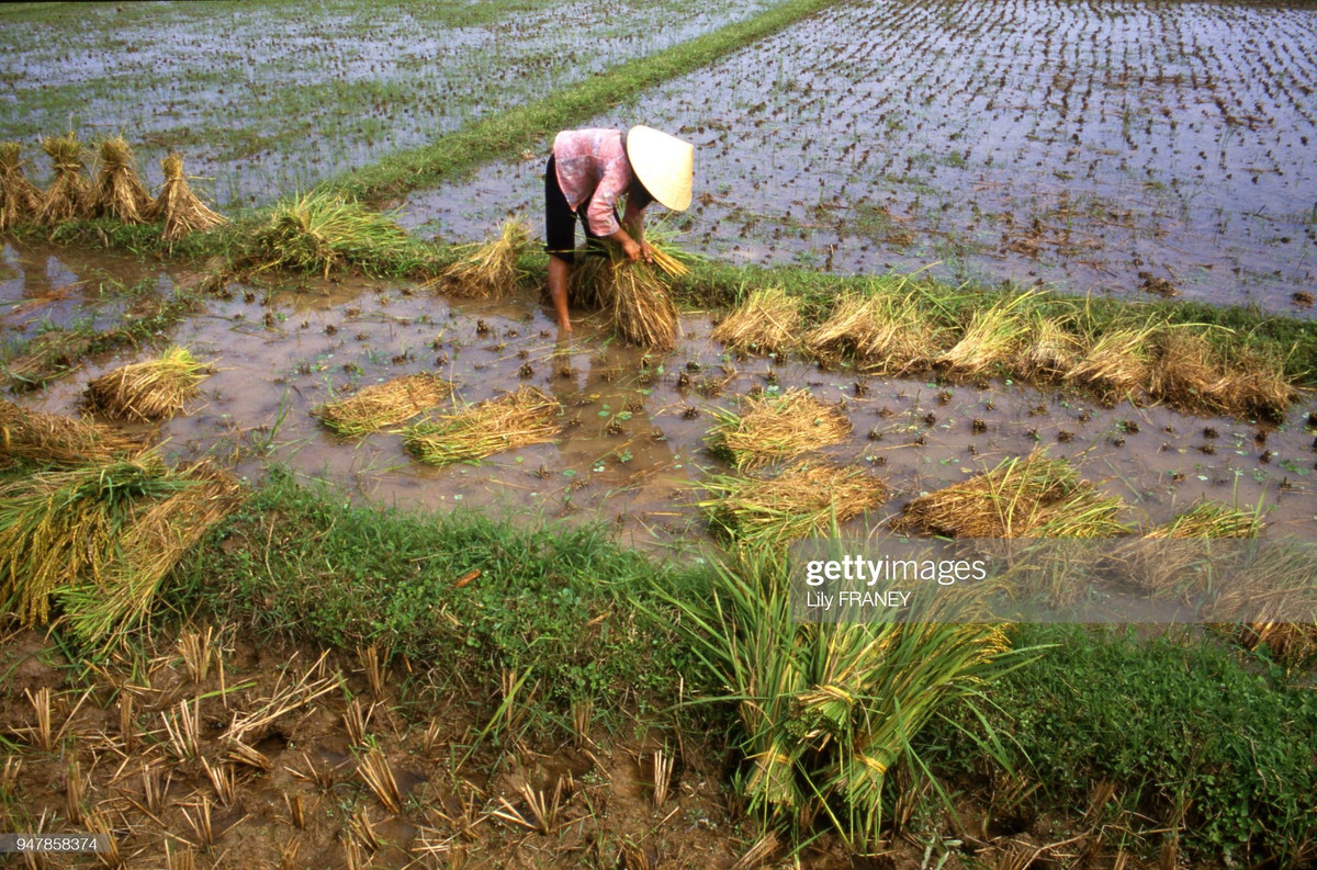 Nữ nông dân trên cánh đồng mùa gặt.