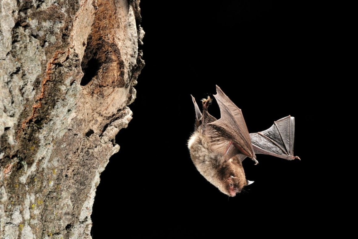 Dơi ăn thủy sinh (Myotis daubentonii) dài 4-6 cm, phân bố ở lục địa Á - Âu. Chúng dùng bàn chân khá lớn để bắt côn trùng bay lên từ mặt nước.
