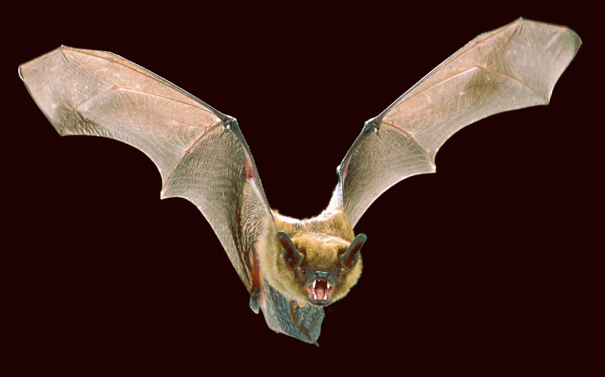 Dơi nâu lớn (Eptesicus fuscus) dài 10-13 cm, là một trong những loài dơi muỗi lớn nhất, phân bố từ Nam Canada đến Bắc Brazil và một số đảo Caribbean. Chúng thường được bắt gặp khi đậu ngủ trong các tòa nhà.