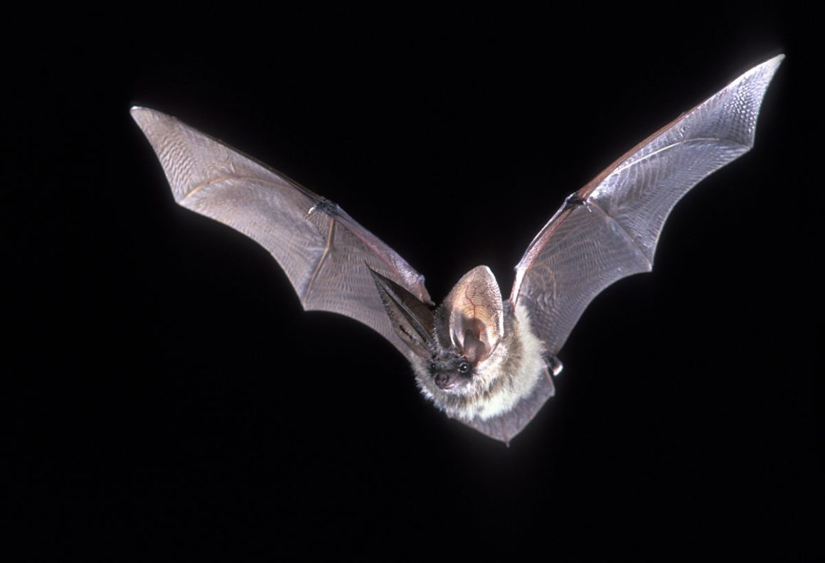 Dơi tai dài lông xám (Plecotus austriacus) dài 4-6 cm, sống ở Nam, Trung Âu và Bắc Phi. Loài này có đôi tai dài gần bằng cơ thể.