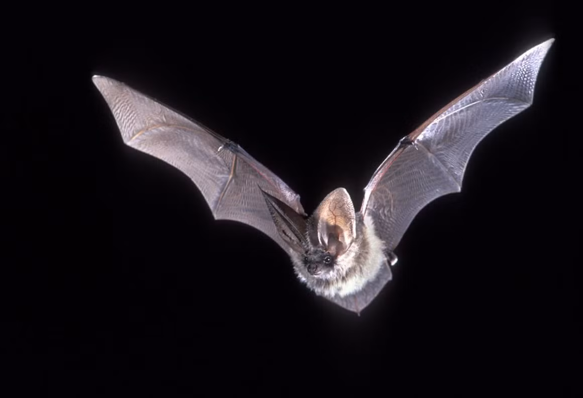 Dơi tai dài lông xám (Plecotus austriacus) dài 4-6 cm, sống ở Nam, Trung Âu và Bắc Phi. Loài này có đôi tai dài gần bằng cơ thể.