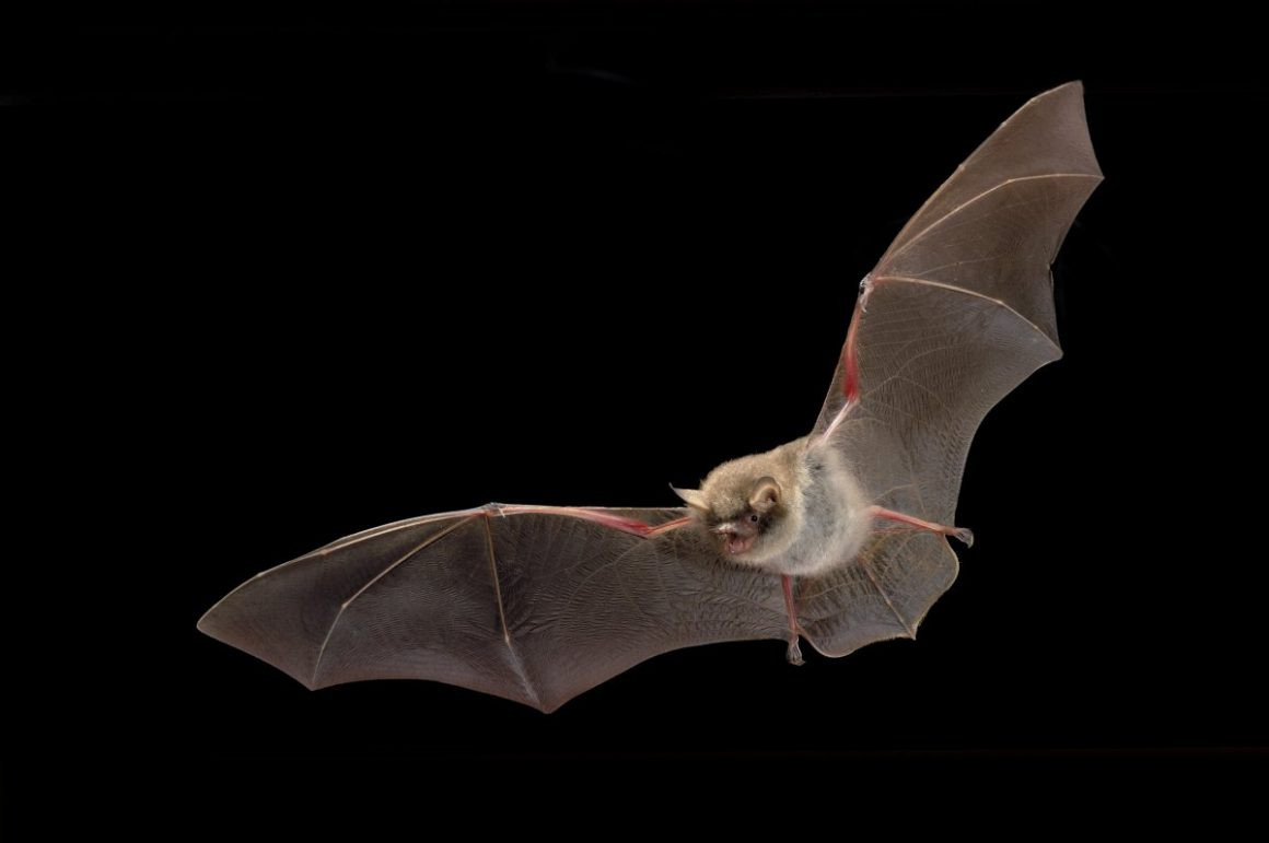 Dơi Natterer (Myotis nattereri) dài 4-5 cm, phân bố từ Tây Bắc Phi qua châu Âu đến Tây Nam Á. Chúng bắt côn trùng bằng màng đuôi có diềm trong khi bay với tốc độ chậm.