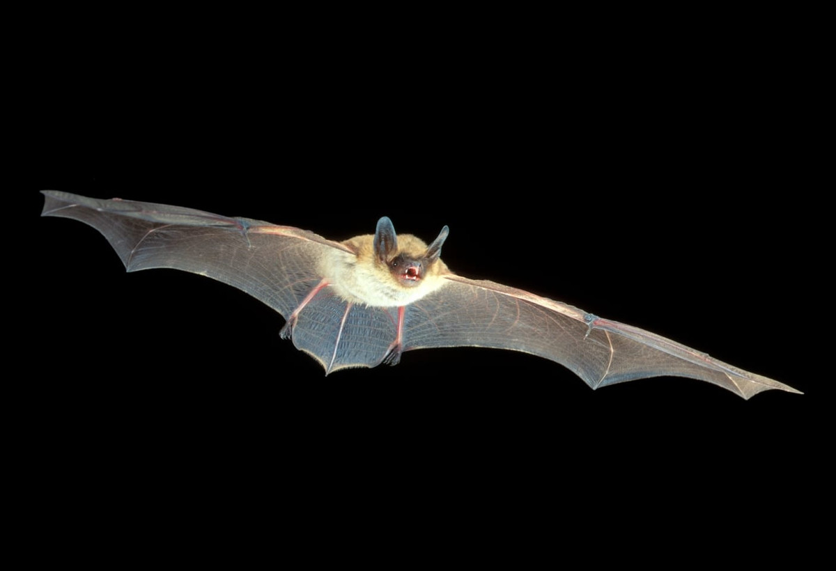 Dơi tai lông rìa (Myotis thysanodes) dài 8-10 cm, sống ở miền Tây của Bắc Mỹ. Tên của loài này được đặt theo tua lông dọc mép của màng đuôi.