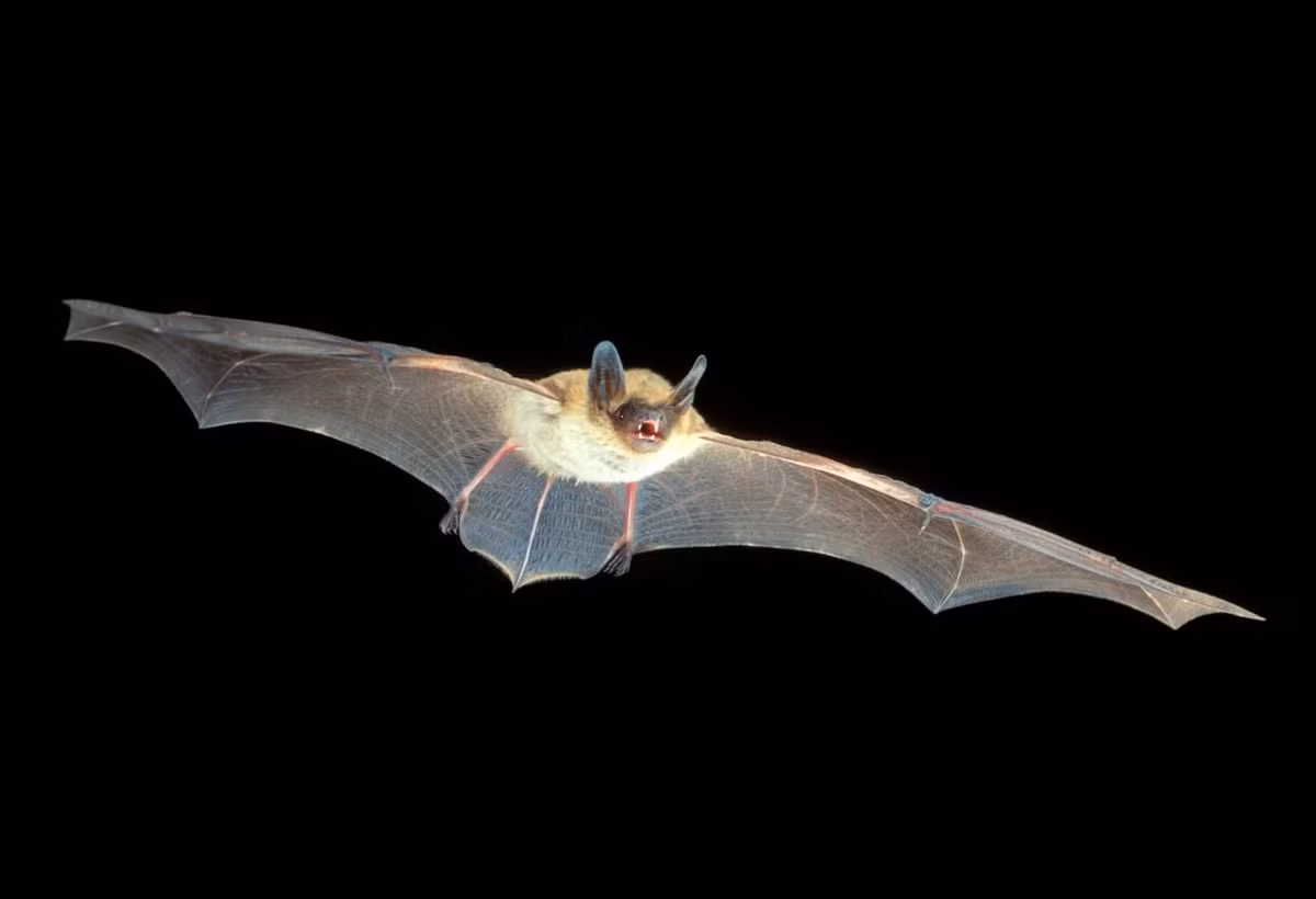 Dơi tai lông rìa (Myotis thysanodes) dài 8-10 cm, sống ở miền Tây của Bắc Mỹ. Tên của loài này được đặt theo tua lông dọc mép của màng đuôi.