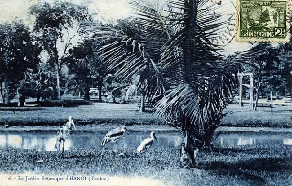 Những chú chim già đẫy kiếm ăn trong vườn Bách Thảo. Khi thành lập vào năm 1890, vườn có diện tích trên 33ha, liền kề với quần thể các tòa nhà hành chính và biệt thự của người Pháp ở khu vực Ba Đình.