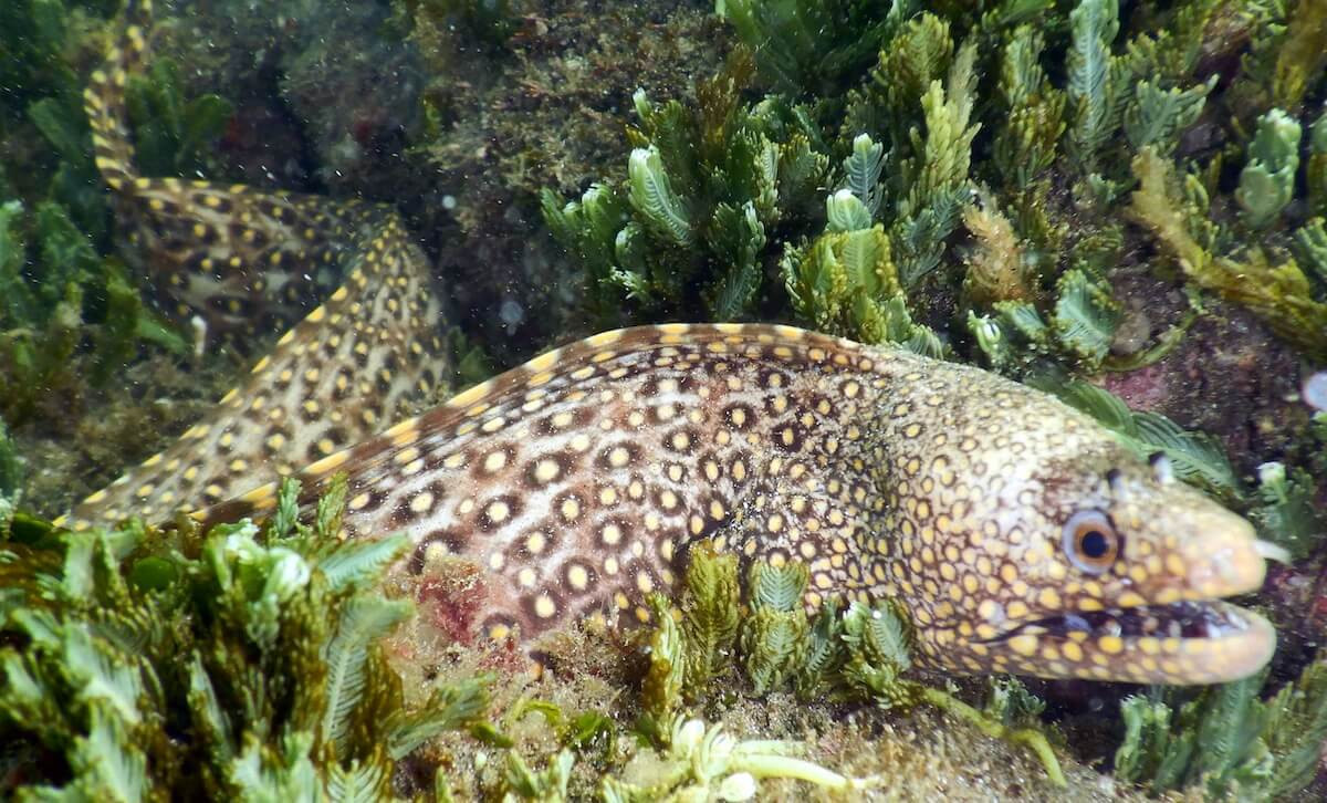 Cá lịch gấm (Muraena lentiginosa) dài 60 cm, sống trong các rạn san hô ở Đông Thái Bình Dương, là một loài cá chình điển hình. Rất hung dữ, chúng có thể gây ra vết cắn đau đớn từ bộ hàm khỏe mạnh và những chiếc răng sắc nhọn cong vào trong.