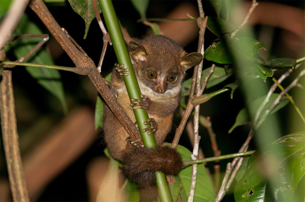 Vượn thỏ Demidoff (Galago demidoff) dài 10-13 cm, sinh sống ở rừng mưa Tây và Trung Phi. Có sức chống chịu tốt, chúng có thể sống trong những khu vực bị suy thoái môi trường ở một mức độ nhất định.