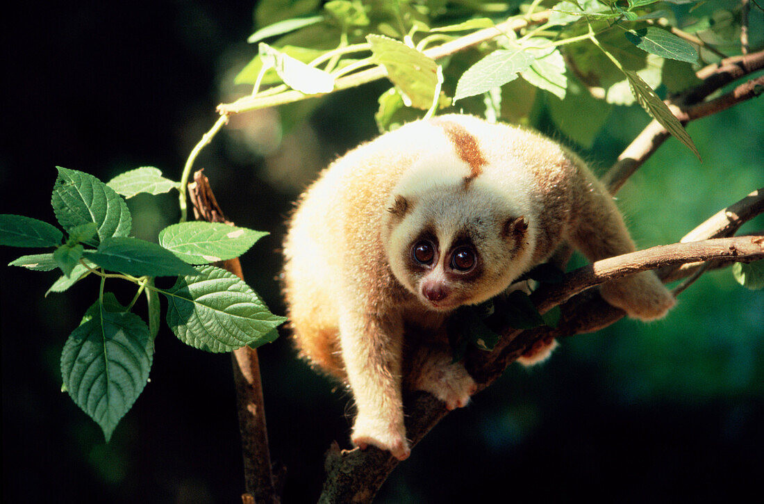 Cu li lớn (Nycticebus coucang) dài 26-38 cm, cư trú trong rừng nhiệt đới Đông Nam Á. Ưa thích những tán cây rậm rạp của rừng nhiệt đới, loài này có tỷ lệ trao đổi chất cực kỳ thấp so với các loài động vật có vú khác cùng kích thước.