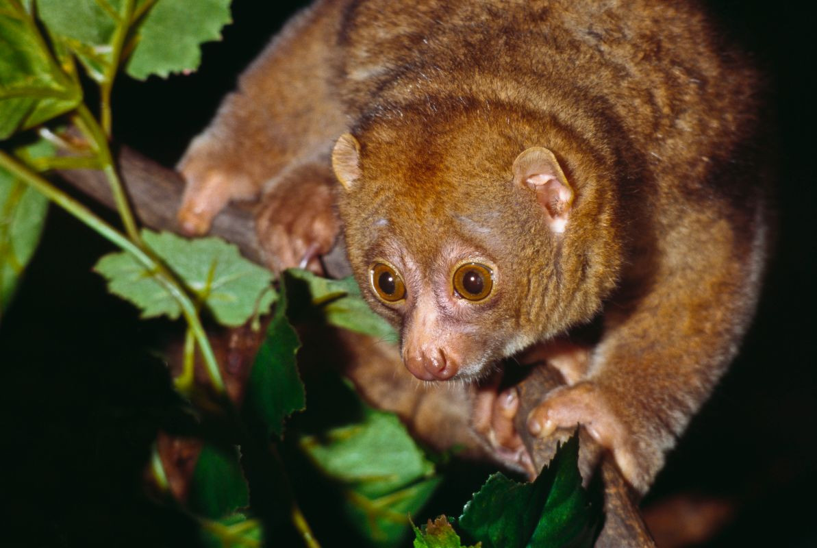 Vượn gấu (Perodicticus potto) dài 30-40 cm, sống trong rừng mưa ở châu Phi xích đạo. Loài linh trưởng nhút nhát này có tấm che bằng xương ở gáy giúp chúng tránh khỏi các cú cắn của kẻ săn mồi.