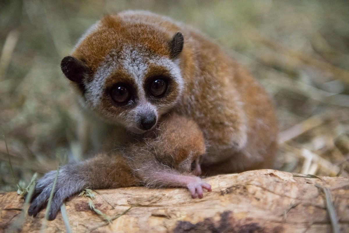 Cu li nhỏ (Nycticebus pygmaeus) dài 15-25 cm, sinh sống ở các khu rừng mưa và rừng tre nứa nhiệt đới ở Lào, Campuchia, Việt Nam và Nam Trung Quốc. Như các họ hàng, chúng di chuyển rất chậm, ban ngày thường ngủ trong tư thế cuộn tròn, giấu đầu dưới hai cánh tay.