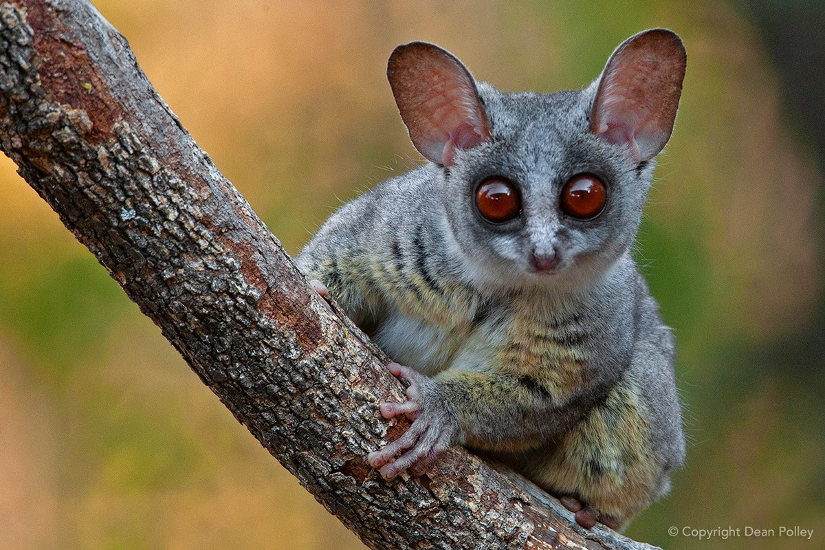 Vượn thỏ Moholi (Galago moholi) dài 14-17 cm, sống trong các nhóm nhỏ ở phía Nam châu Phi. Như các họ hàng vượn thỏ khác, chúng nhảy trong rừng một cách uyển chuyển và nhanh nhẹn bằng chân sau dài.