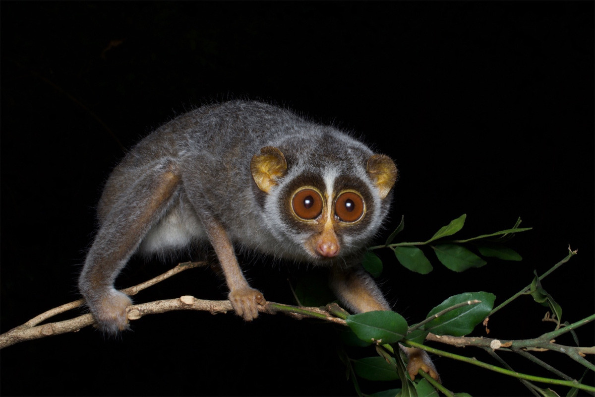 Cu li gầy đỏ (Loris tardigradus) dài 15-25 cm, là động vật bản địa Sri Lanka. Loài linh trưởng nhỏ này thường di chuyển một cách chậm rãi qua tán rừng rậm bằng các chi dài, gầy nhẳng.