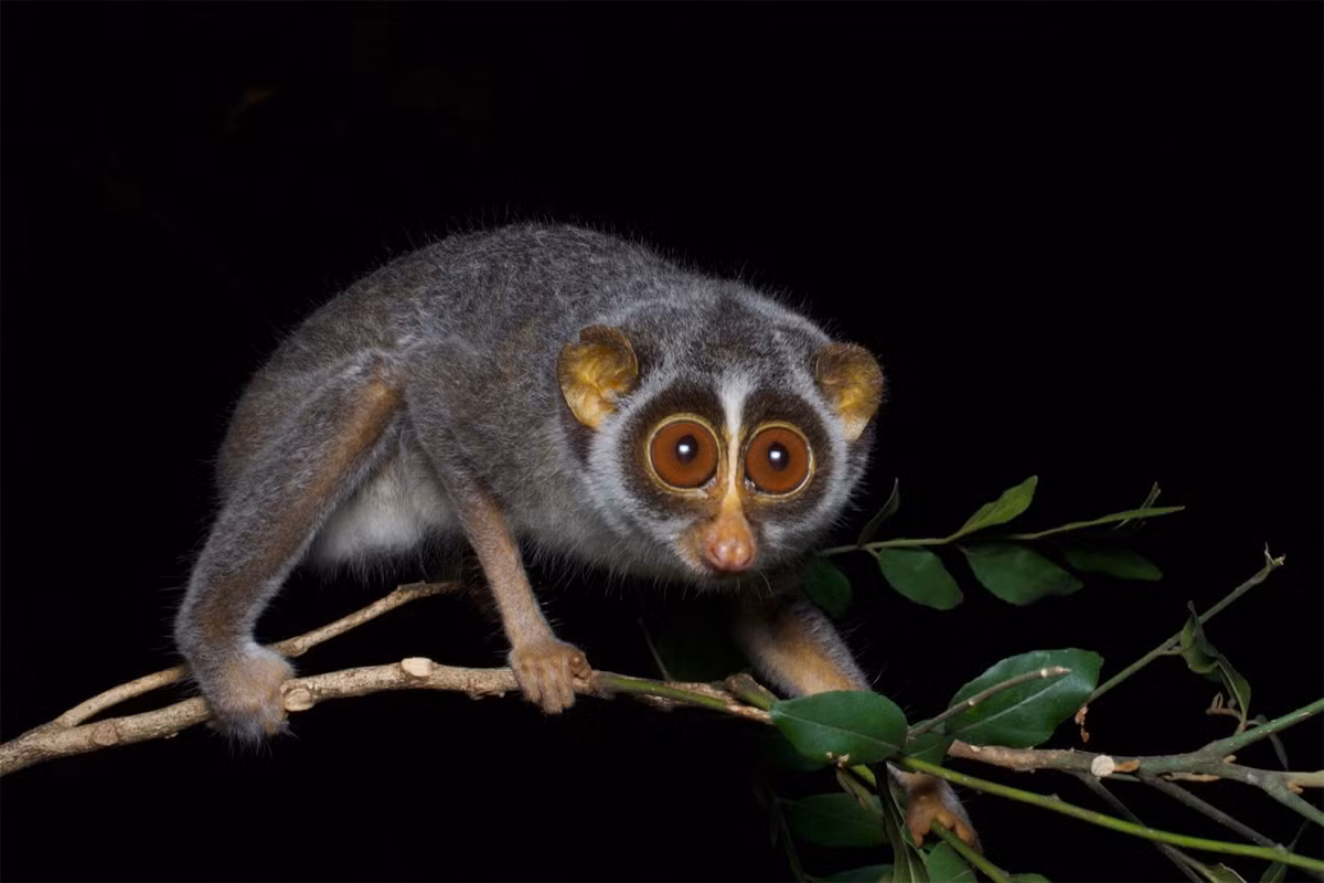 Cu li gầy đỏ (Loris tardigradus) dài 15-25 cm, là động vật bản địa Sri Lanka. Loài linh trưởng nhỏ này thường di chuyển một cách chậm rãi qua tán rừng rậm bằng các chi dài, gầy nhẳng.