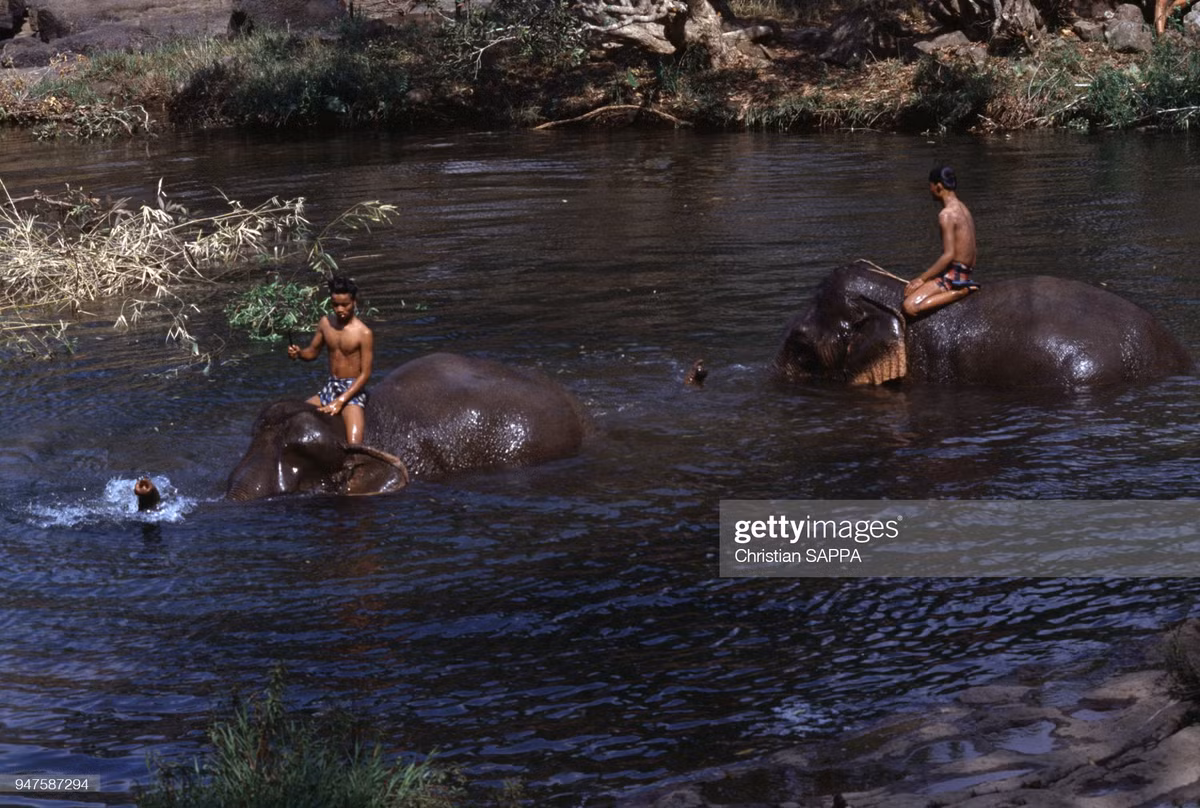 Những con voi tắm suối ở gần thác Tad Lo, cách Pak Se khoảng 90 km về phía Nam.