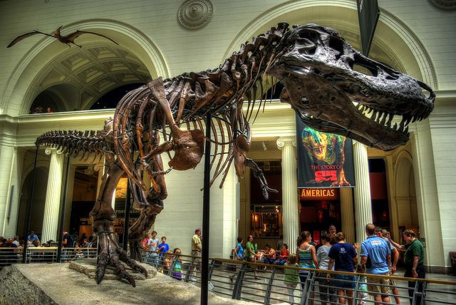 Cho đến nay, Sue vẫn là bộ xương được biết đến nhiều nhất ở Mỹ, và có lẽ là trên toàn cầu. Hàng ngày, du khách từ mọi nơi đến với Bảo tàng Field để chiêm ngưỡng bộ xương kỳ vĩ này với cặp mắt đầy ngưỡng mộ...