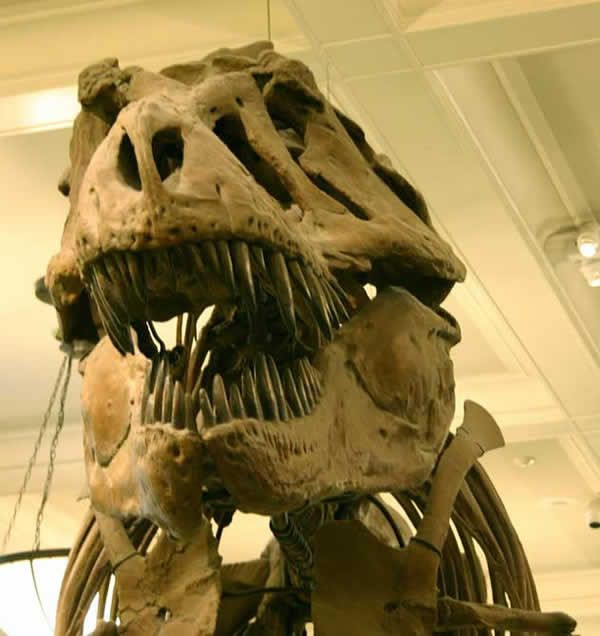 Bộ xương có kích thước khổng lồ, cao gần 4 mét tính đến hông và dài 12,8 mét từ đầu đến chân, riêng hộp sọ dài 1,5m, nặng 907 kg với 58 chiếc răng, một số chiếc dài bằng cẳng tay người, đã khiến những người ghé thăm không khỏi choáng ngợp.