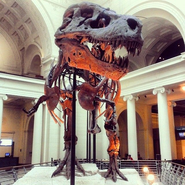 Một cuộc chiến pháp lý kéo dài nhiều năm đã diễn ra quanh bộ xương Sue, liên quan đến quyền sở hữu khu đất nơi nó được tìm thấy. Theo phán quyết của tòa, bộ xương được đem ra đấu giá. Vào tháng 10/1997, Bảo tàng Field Chicago đã mua nó với giá 8,36 triệu USD.