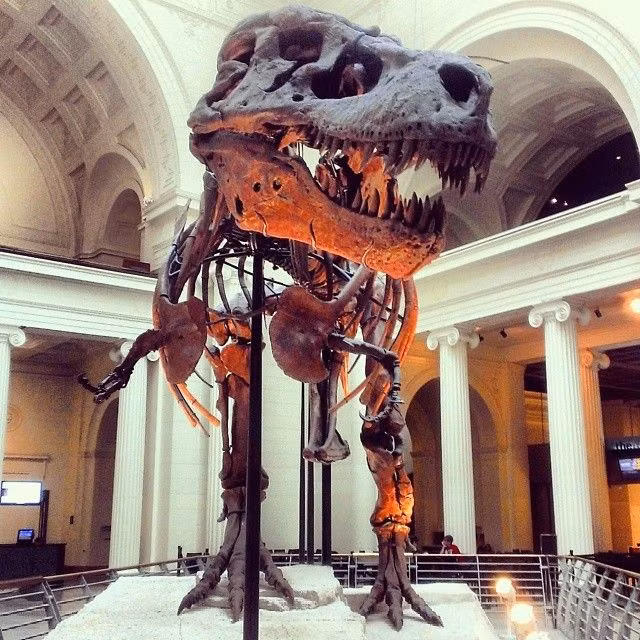 Một cuộc chiến pháp lý kéo dài nhiều năm đã diễn ra quanh bộ xương Sue, liên quan đến quyền sở hữu khu đất nơi nó được tìm thấy. Theo phán quyết của tòa, bộ xương được đem ra đấu giá. Vào tháng 10/1997, Bảo tàng Field Chicago đã mua nó với giá 8,36 triệu USD.